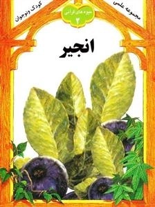 میوه های قرآنی 2 : انجیر