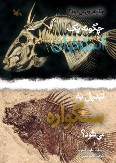 چگونه یک استخوان تبدیل به سنگواره می شود