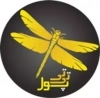 تی تی پول
