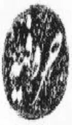 حروفیه