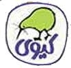 کیوی